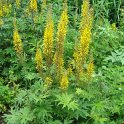 Ligularia przewalskii